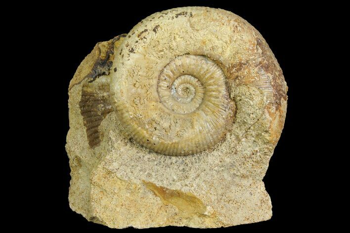 Jurassic Ammonite (Stephanoceras) Fossil - England #171245